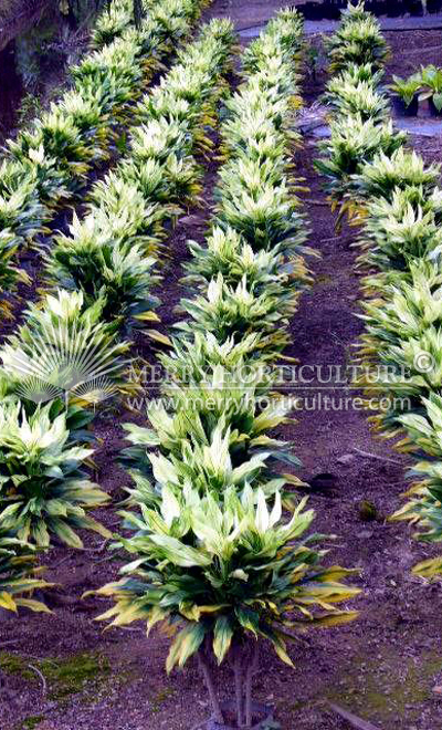 Cordyline Fruticosa white